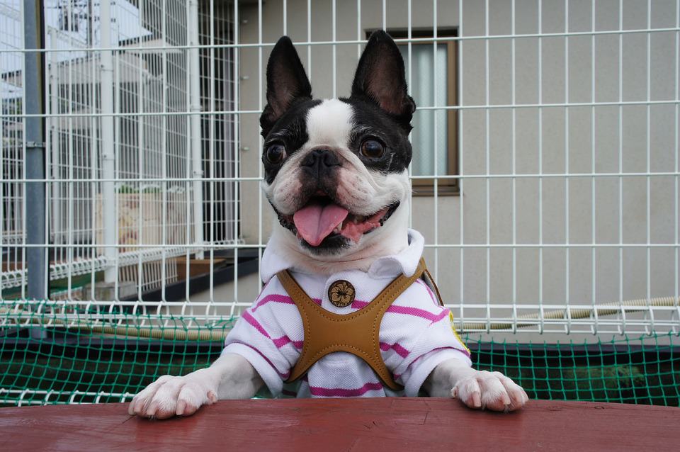boston-terrier