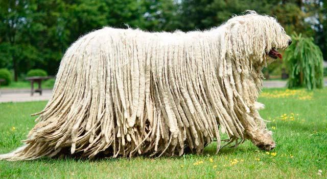 Komondor