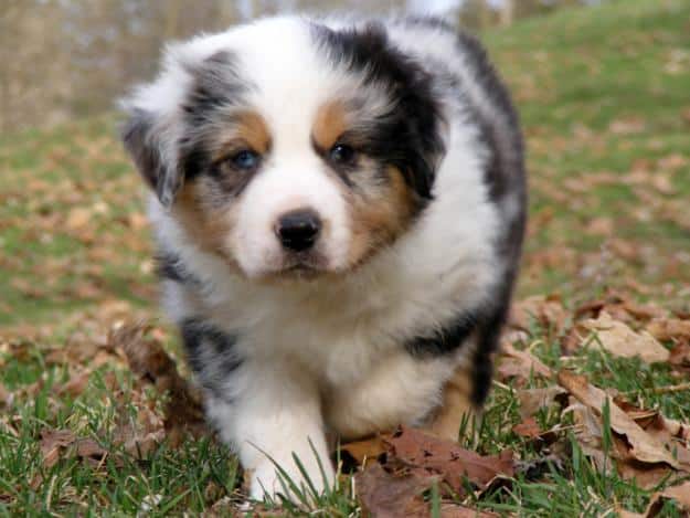 pastor australiano enano