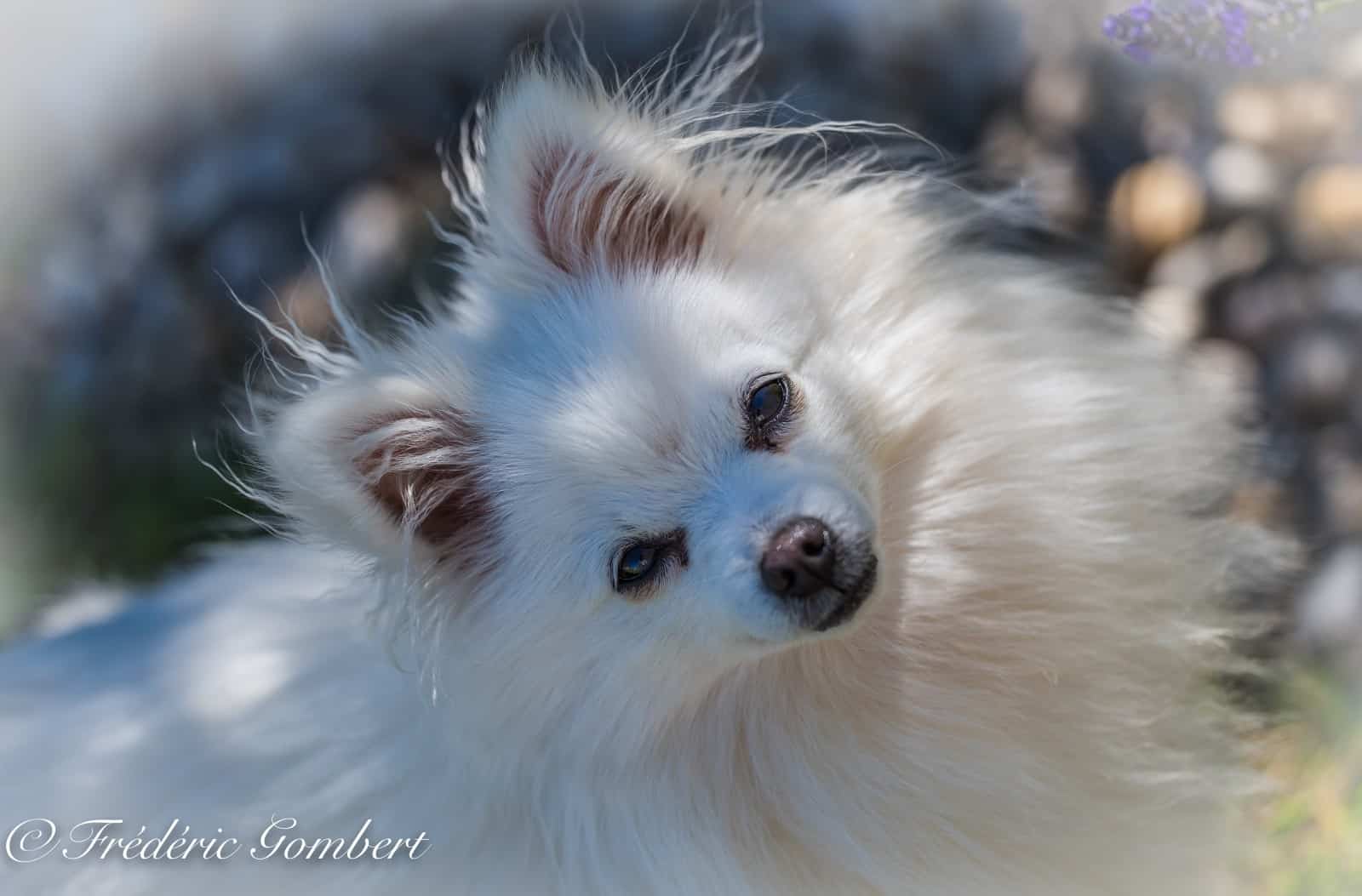 Pomeranian