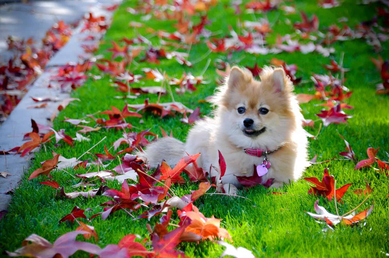 Pomeranian