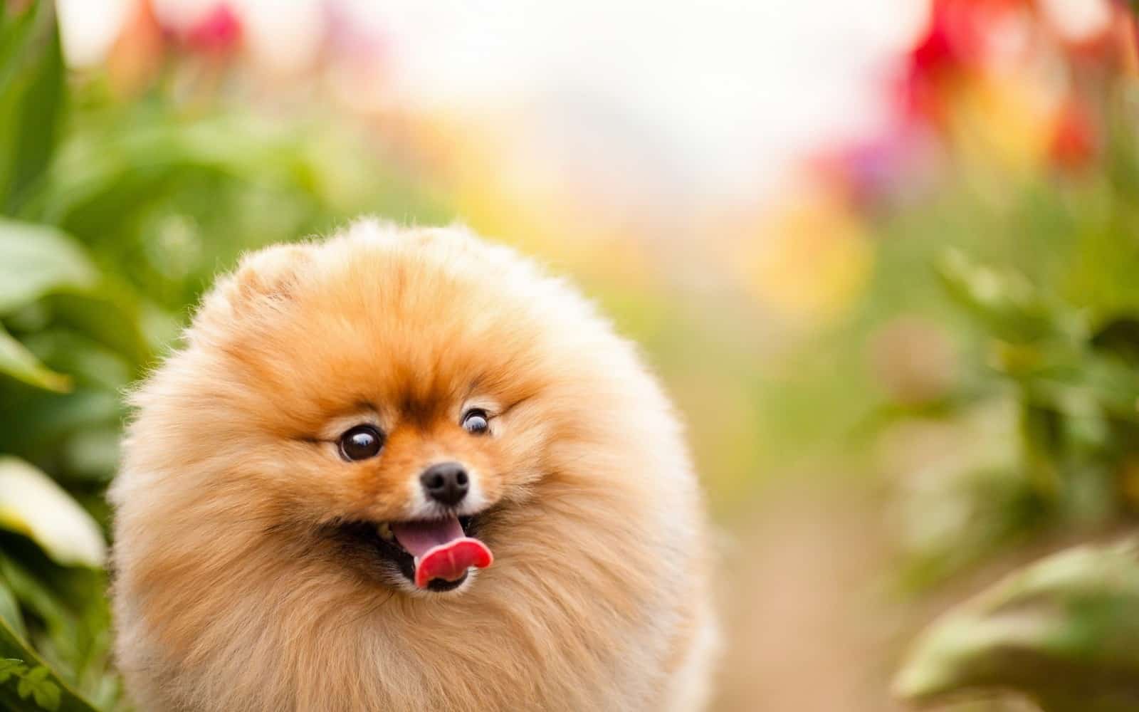Pomeranian