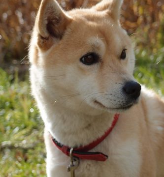 Shiba-Inu