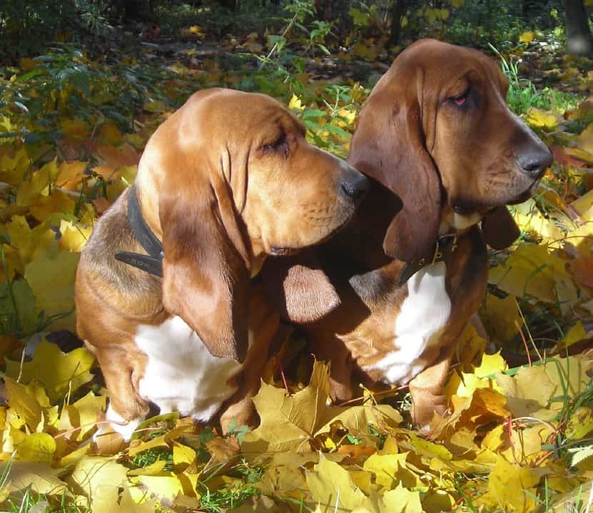 basset-hound
