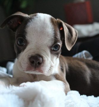 boston-terrier