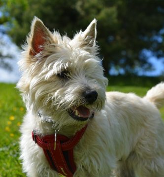 cairn-terrier
