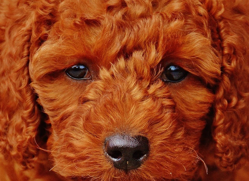 caniche-poodle
