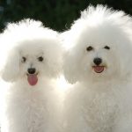 caniche-poodle