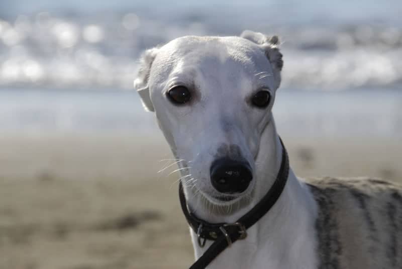 galgo-italiano