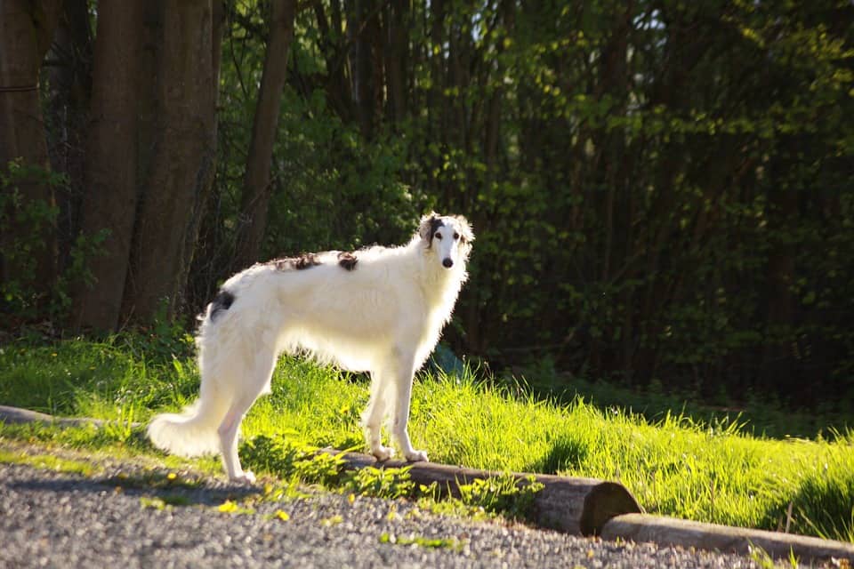 borzoi perro