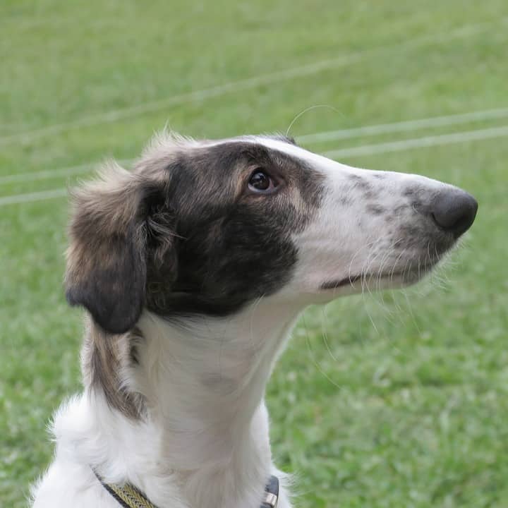 galgo borzoi