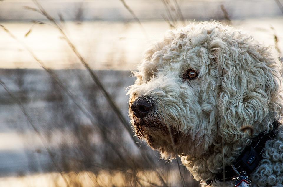 goldendoodle