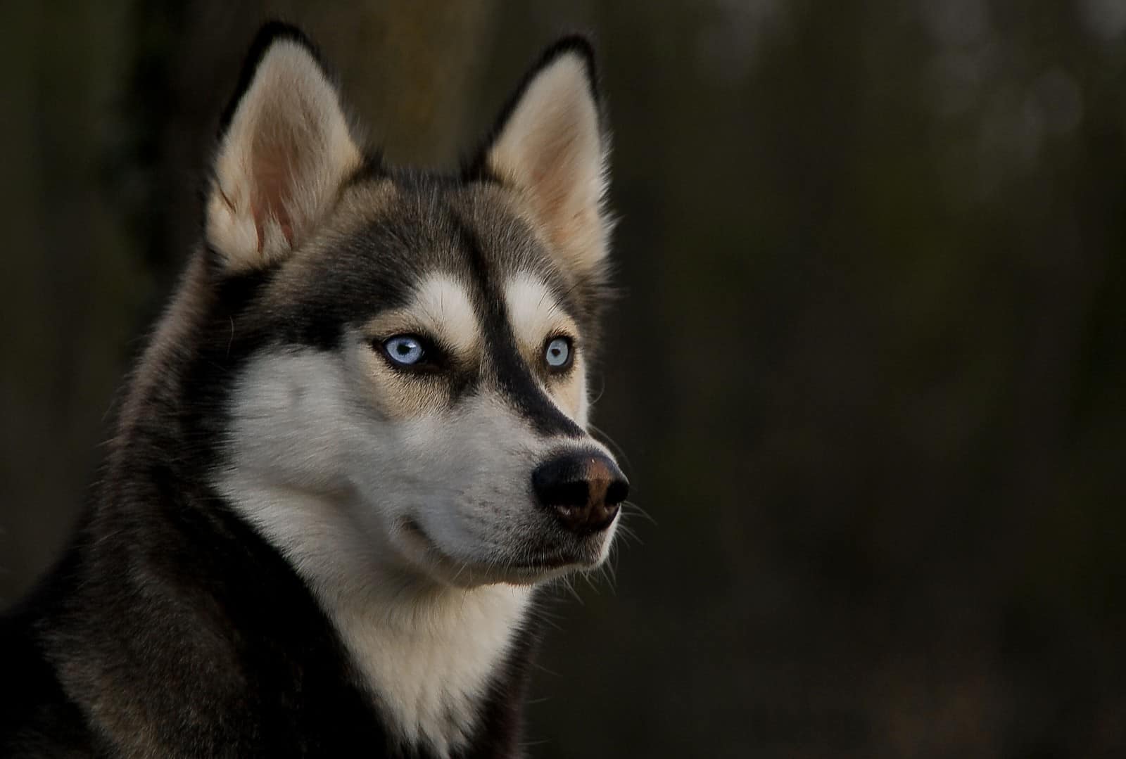 Husky Siberiano ⋆ Historia, fotos y más - 【2023】