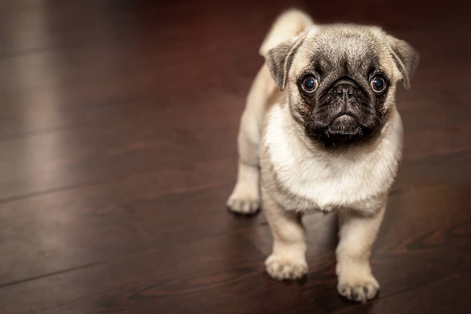 pug-carlino