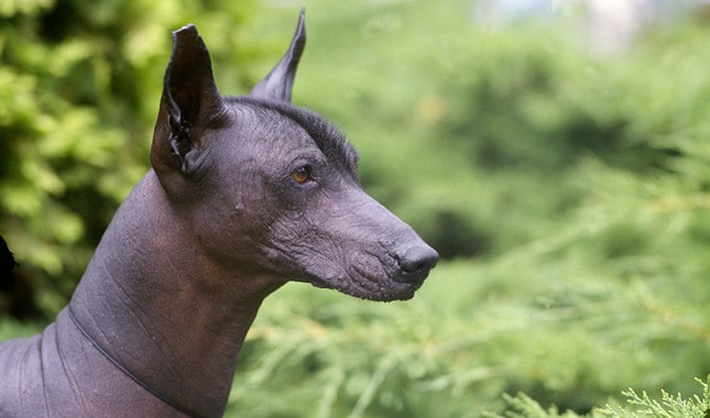 xoloitzcuintle