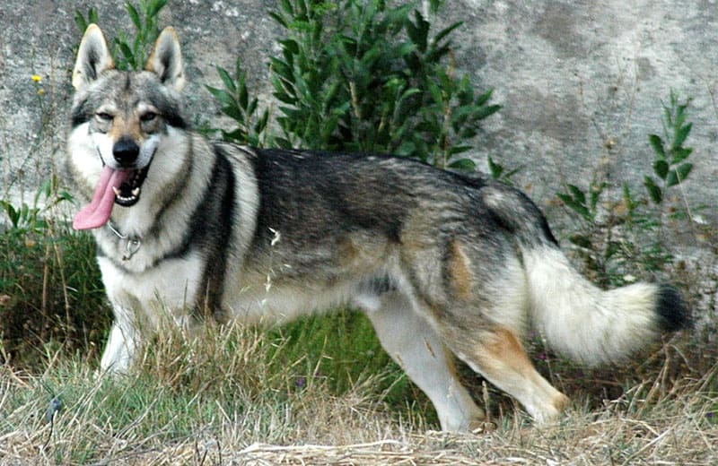 Perro-Lobo-Checoslovaco