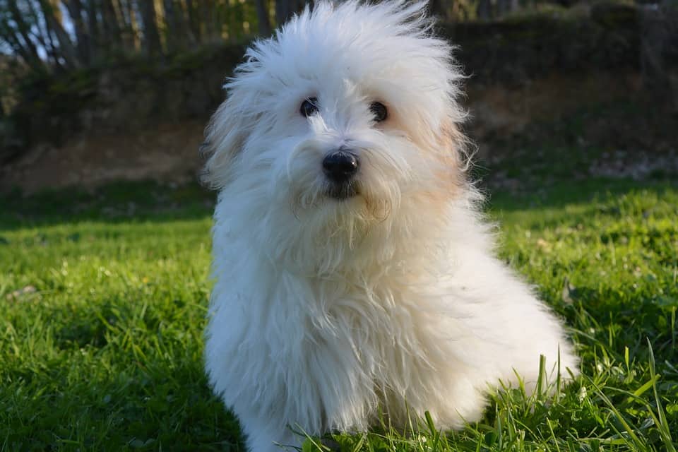 coton-de-tulear
