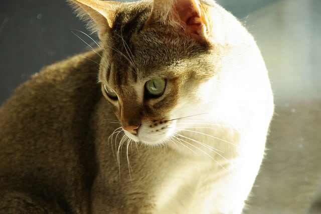gato-singapura
