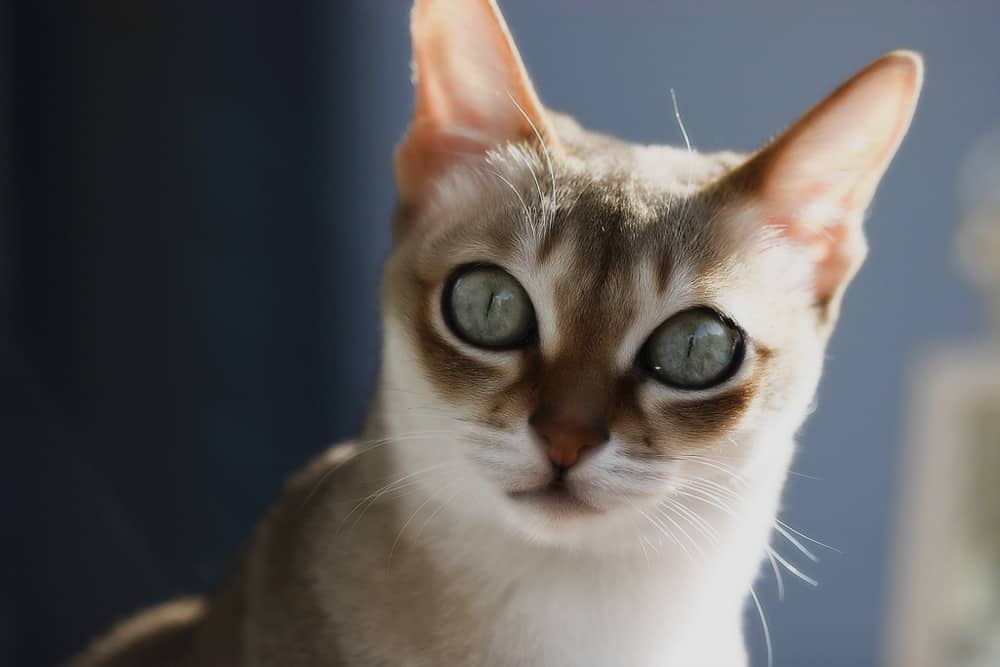 gato-singapura