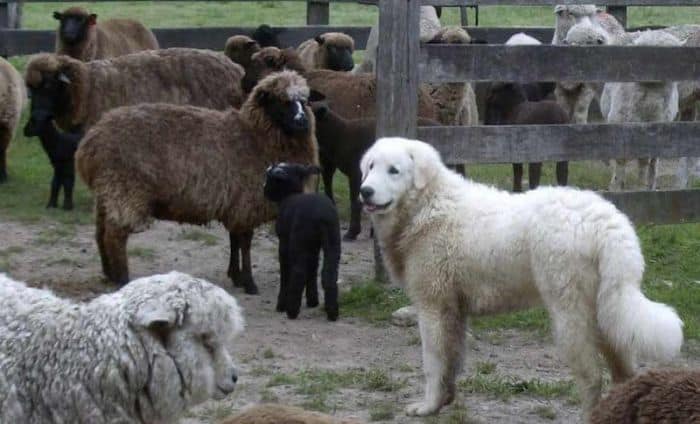 perro kuvasz