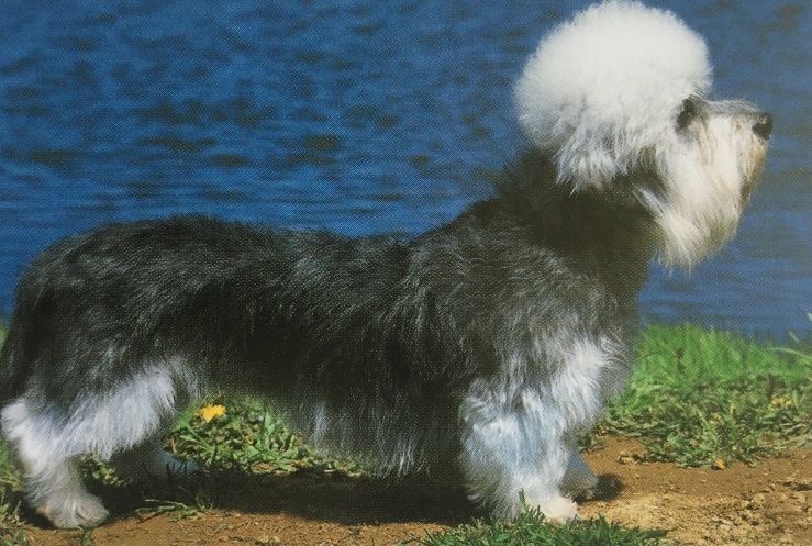 Dandie-Dinmont-Terrier