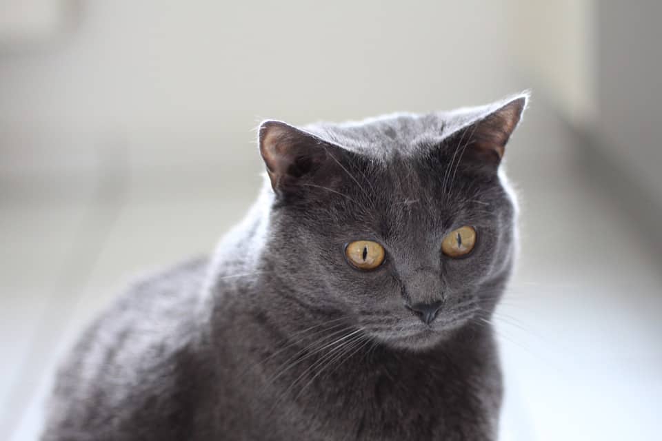gato chartreux