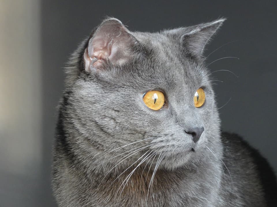 gato chartreux