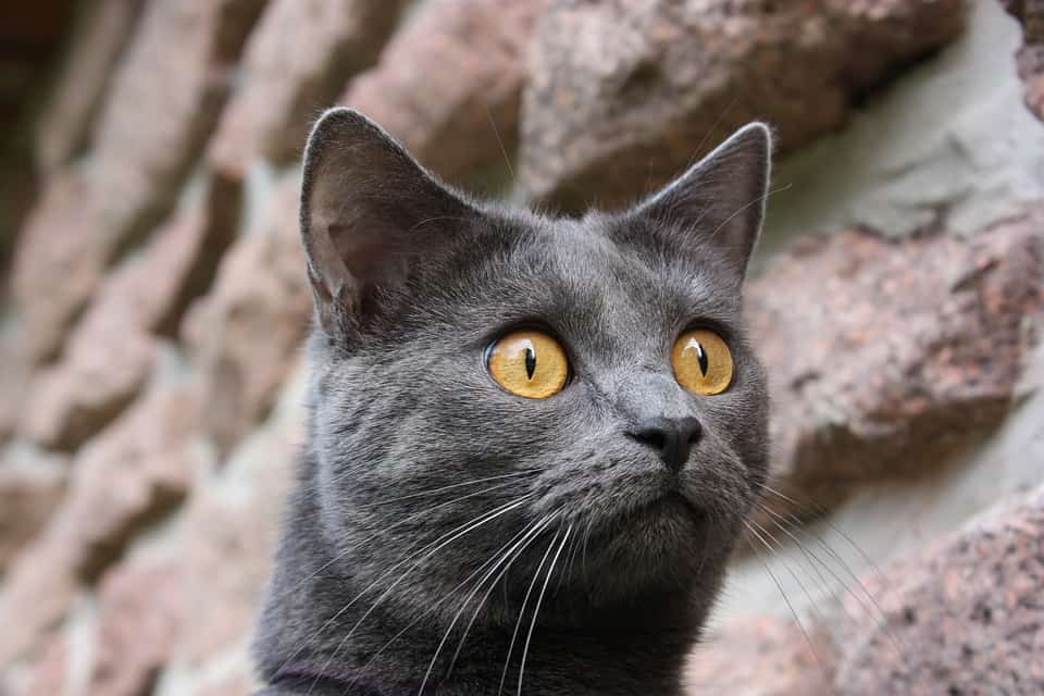 gato chartreux