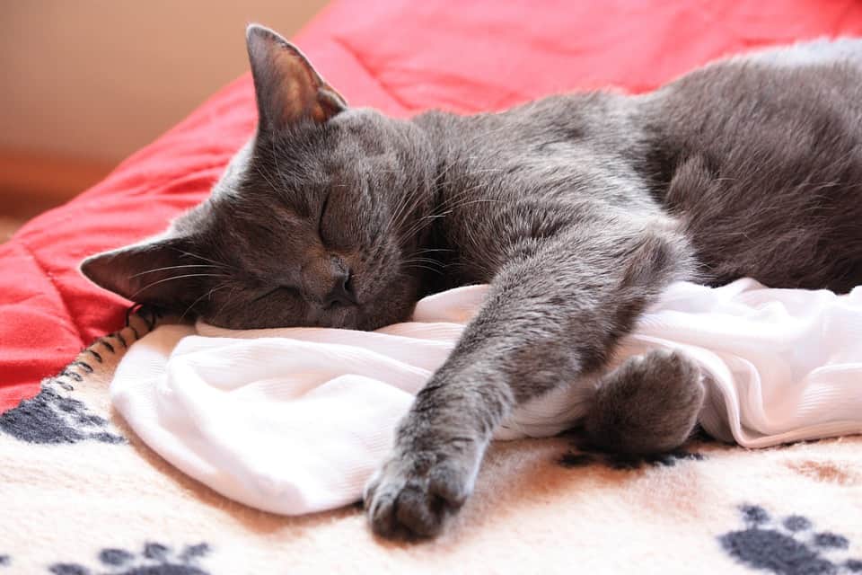 gato chartreux