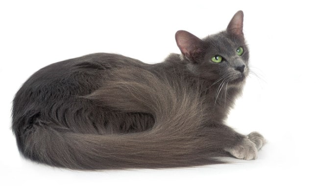 gato-oriental-pelo-largo