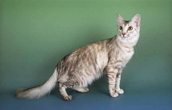 gato-oriental-pelo-largo
