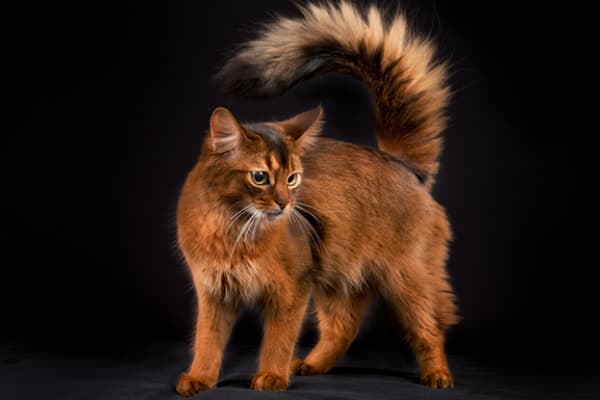 gato-somalí