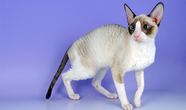 cornish-rex