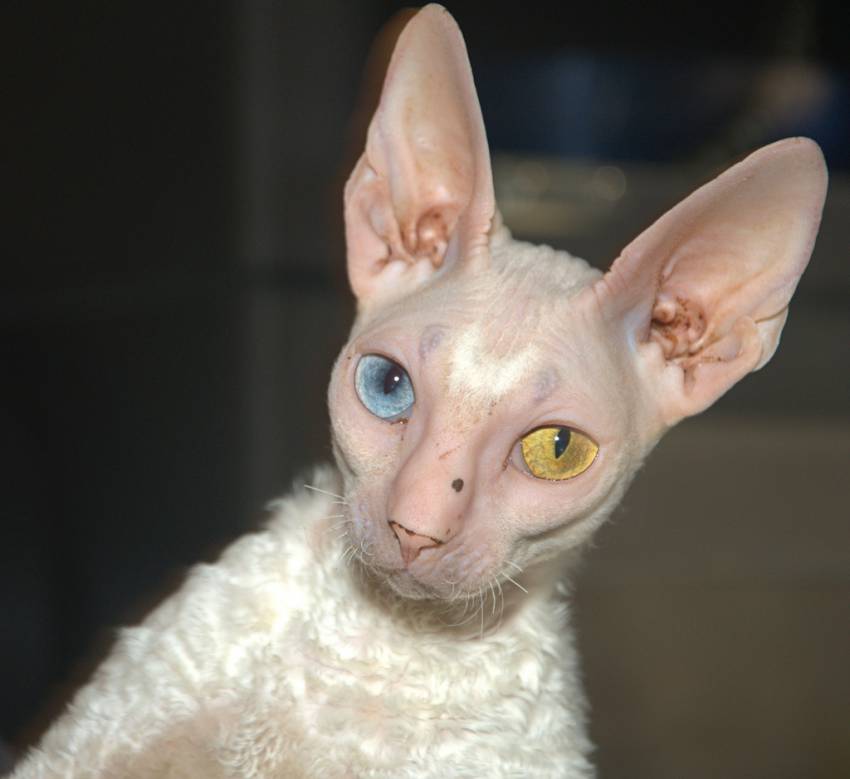 cornish-rex
