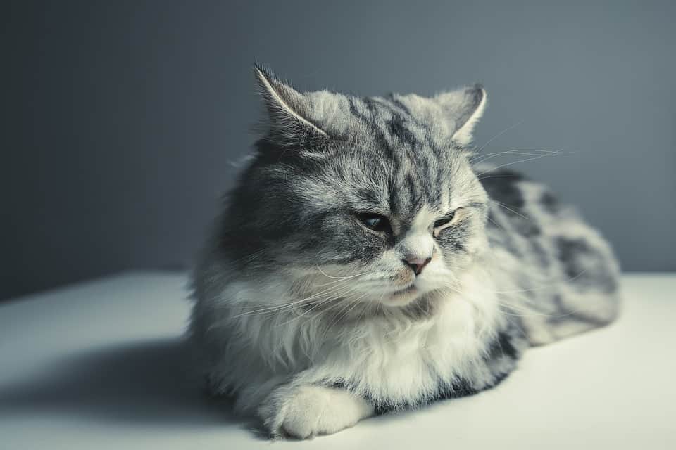 gato-persa