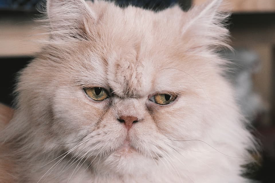 gato-persa