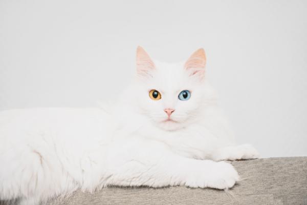 gato-angora-turco