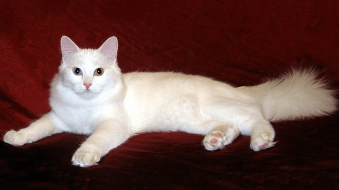 gato-angora-turco