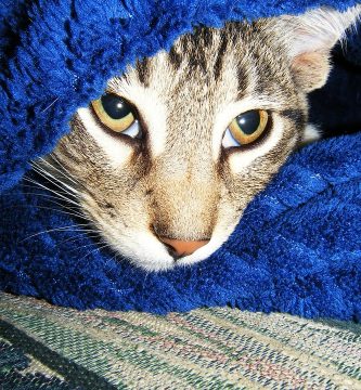gato manx