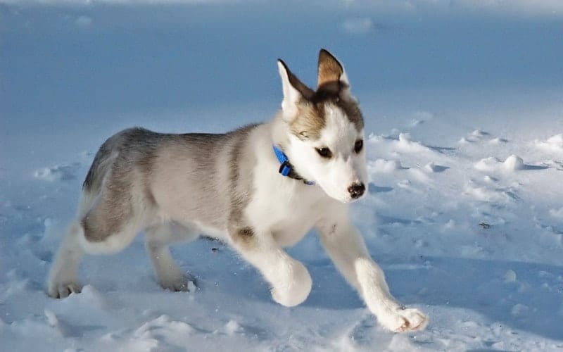 Perro-Esquimal-Canadiense