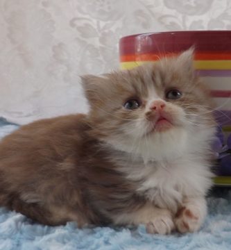 gato-napoleon