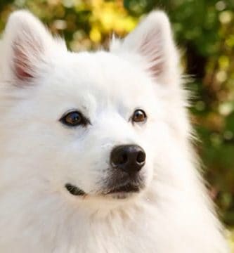 perro-esquimal-americano