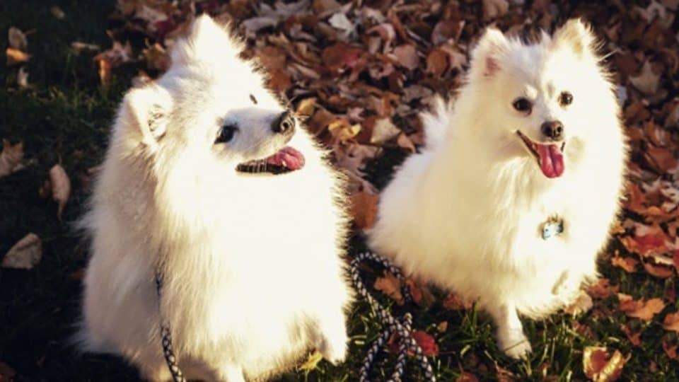 perro-esquimal-americano