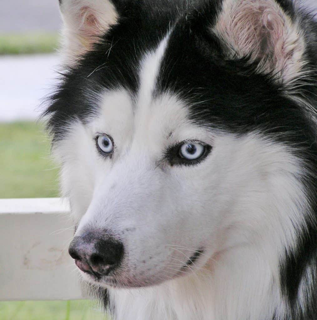 Alusky ⋆ Historia, fotos y más - 【2024】