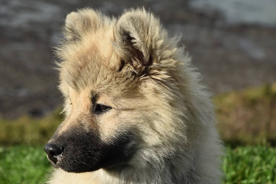eurasier