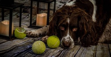 Springer-spaniel-ingles