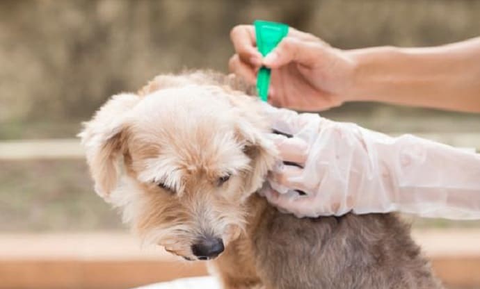 Ehrlichiosis-canina