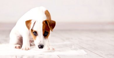 Incontinencia-urinaria-en-perros