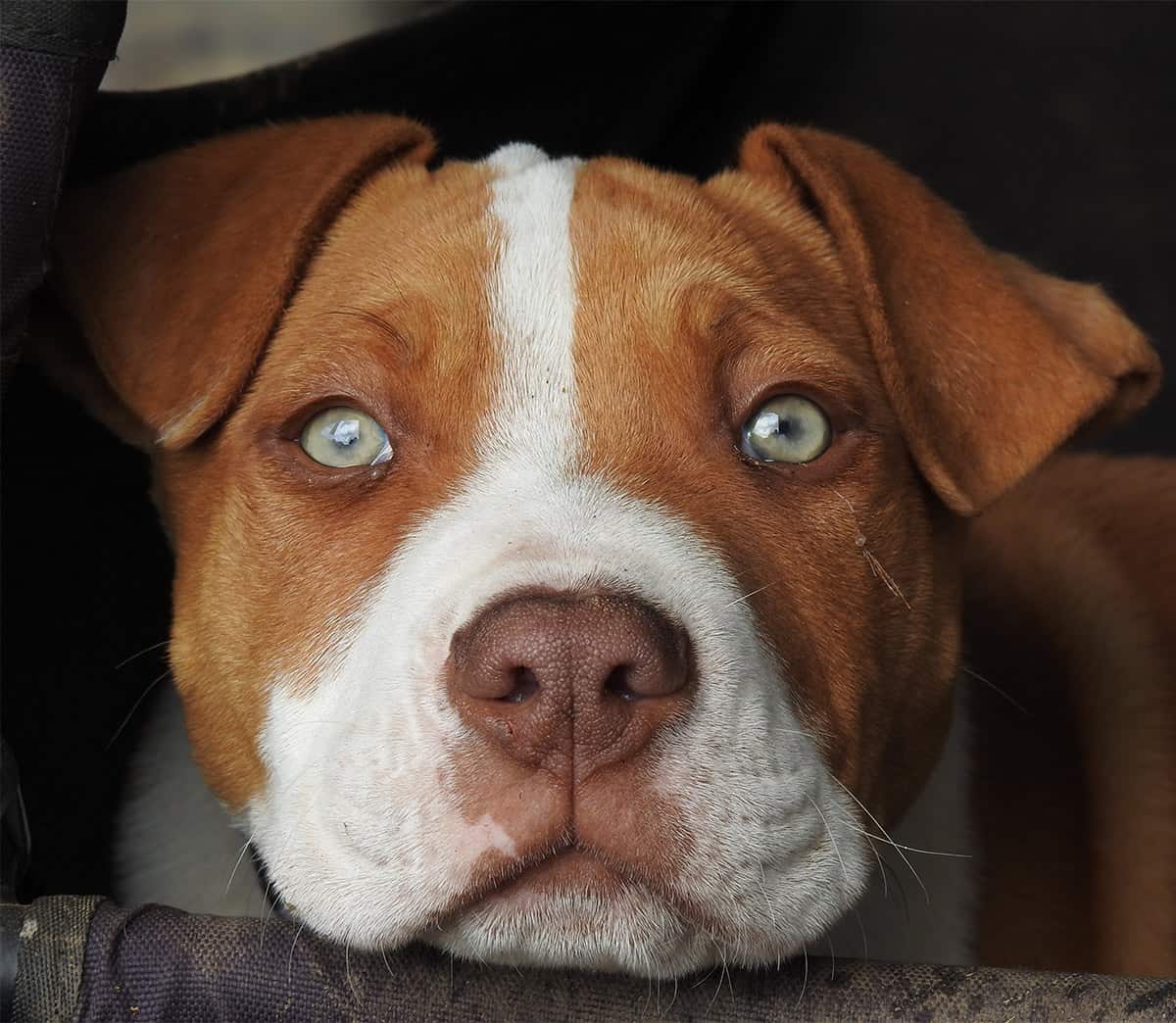 Red-nose-pitbull