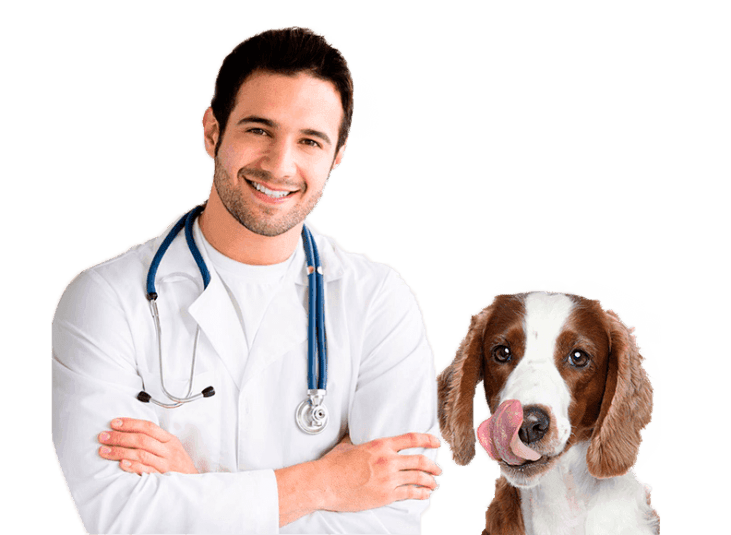 Veterinarios
